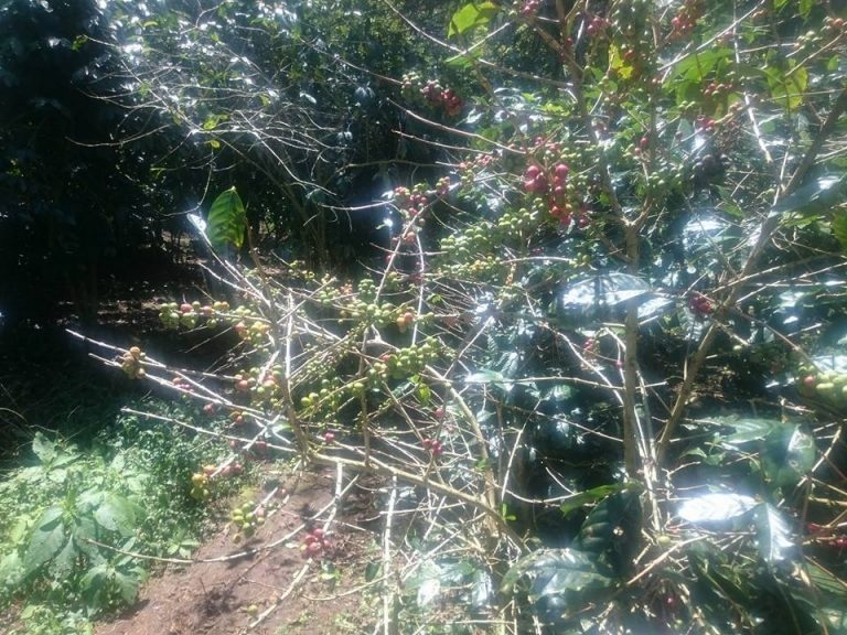 Problem Petani Kopi, Kurang Modal dan Harga Jual Rendah