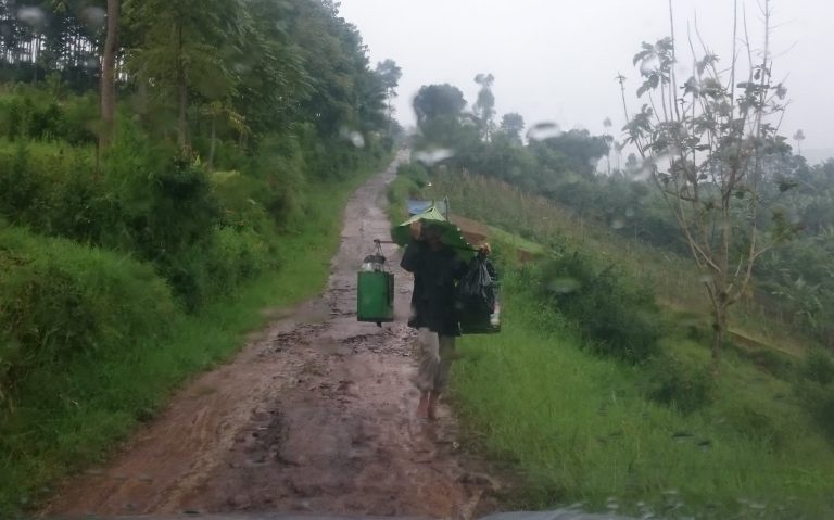 Berpayung Daun Talas