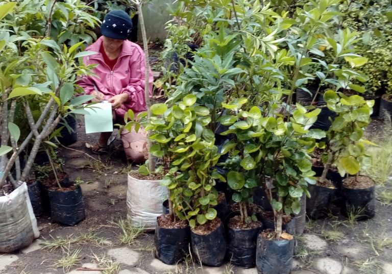 Polybag Sebagai Cara Menggerakkan Pertanian