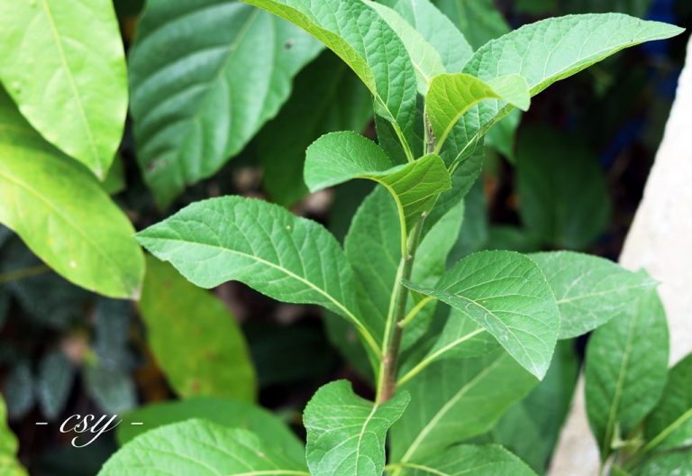 Herbal Daun Afrika Mulai dikembangkan Odesa