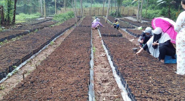 Tahun 2017 ini, Odesa Siapkan 100.000 Bibit untuk Kawasan Bandung Utara