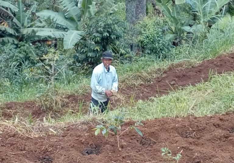 Kopi Pak Ruhiyat Tumbuh Lebih Cepat
