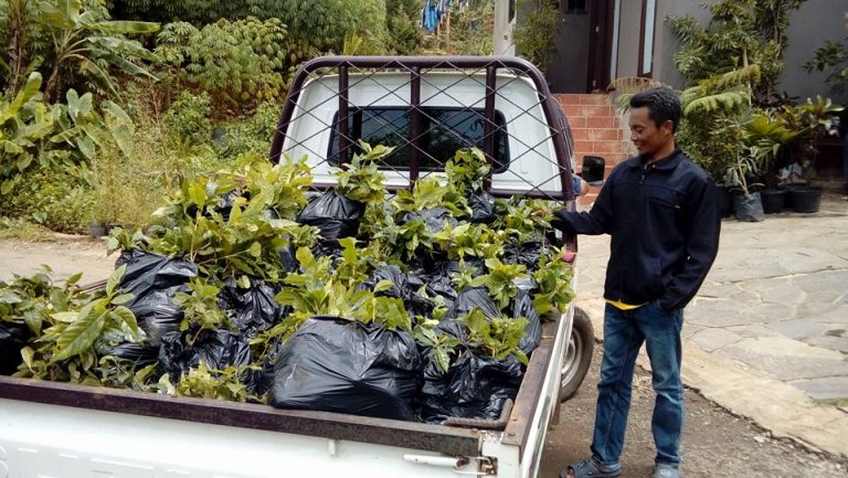 5000 Bibit Kopi Tambahan Cikored dan Cisanggarung