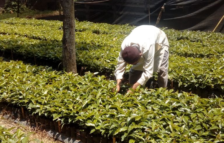 Bibit Kopi Odesa Panen Lebih Cepat