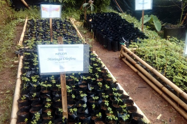 Pembibitan Tanaman Harus Menjadi Tradisi Petani