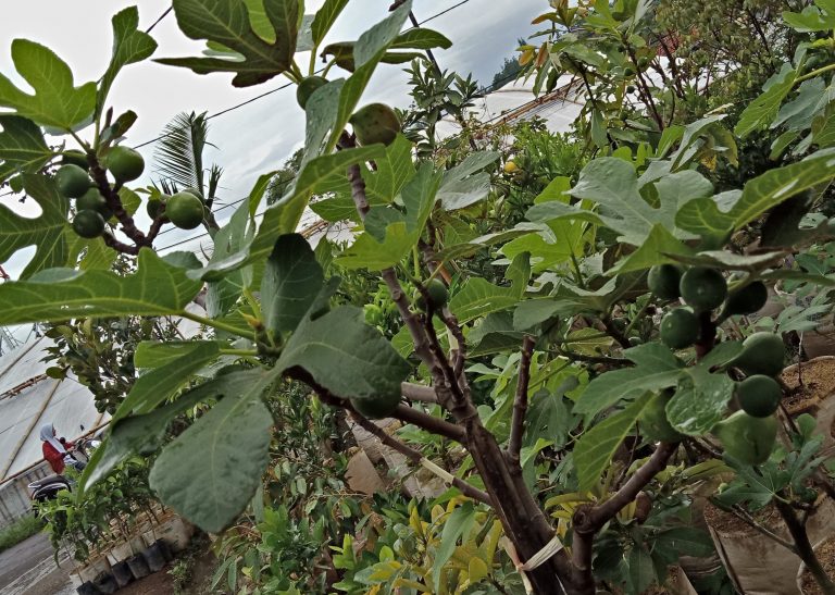 Buah Tin sebagai Sumber Gizi Penting Orang Desa