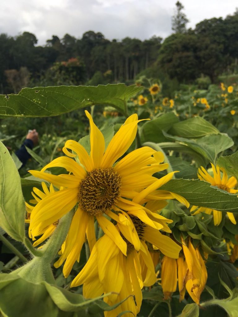 Keindahan Bunga Matahari Oray Tapa Bandung