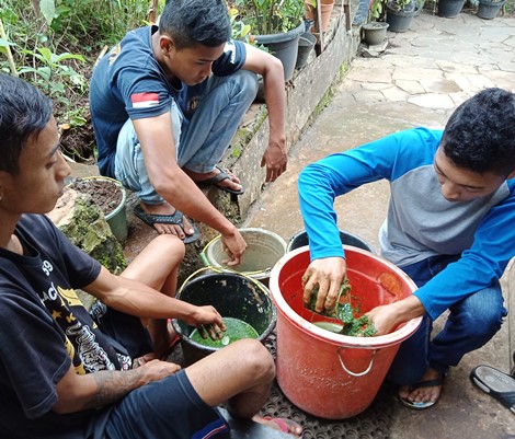 Cara Membuat Pupuk Organik dari Daun Kelor