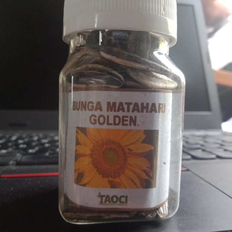 Jual Bibit Bunga Matahari (Sunflowers)