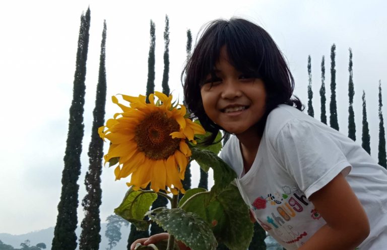 Cara Menanam Benih Bunga Matahari