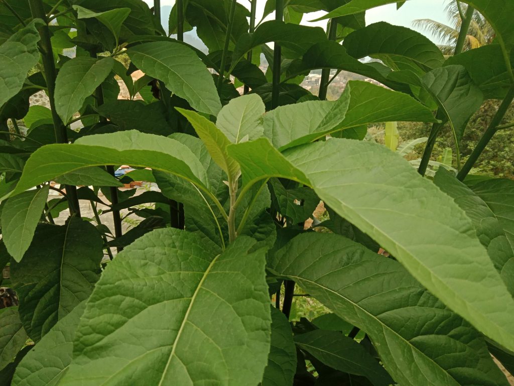 kebijaksanaan dalam daun