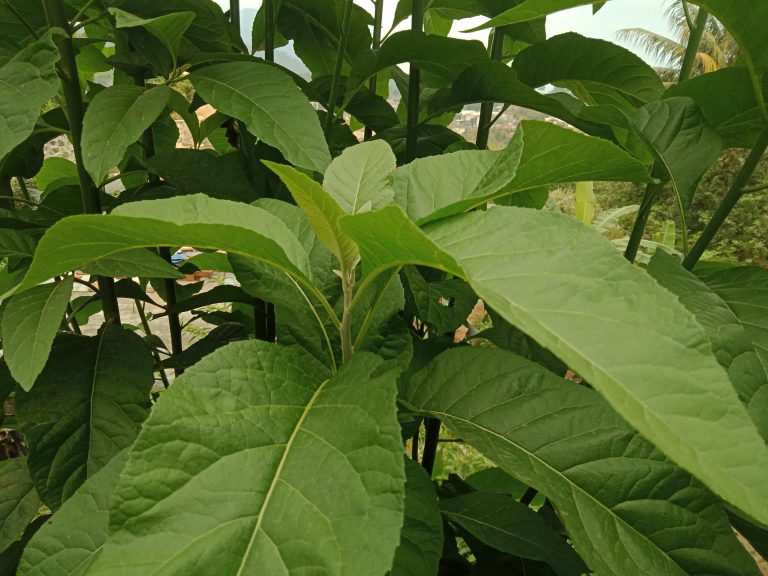 kebijaksanaan dalam daun