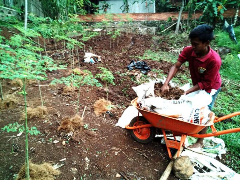 Menyehatkan Tanah; Sebuah Pengalaman Berkebun