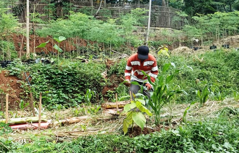 Agar Tanah Subur Inilah Bahan Penutupnya