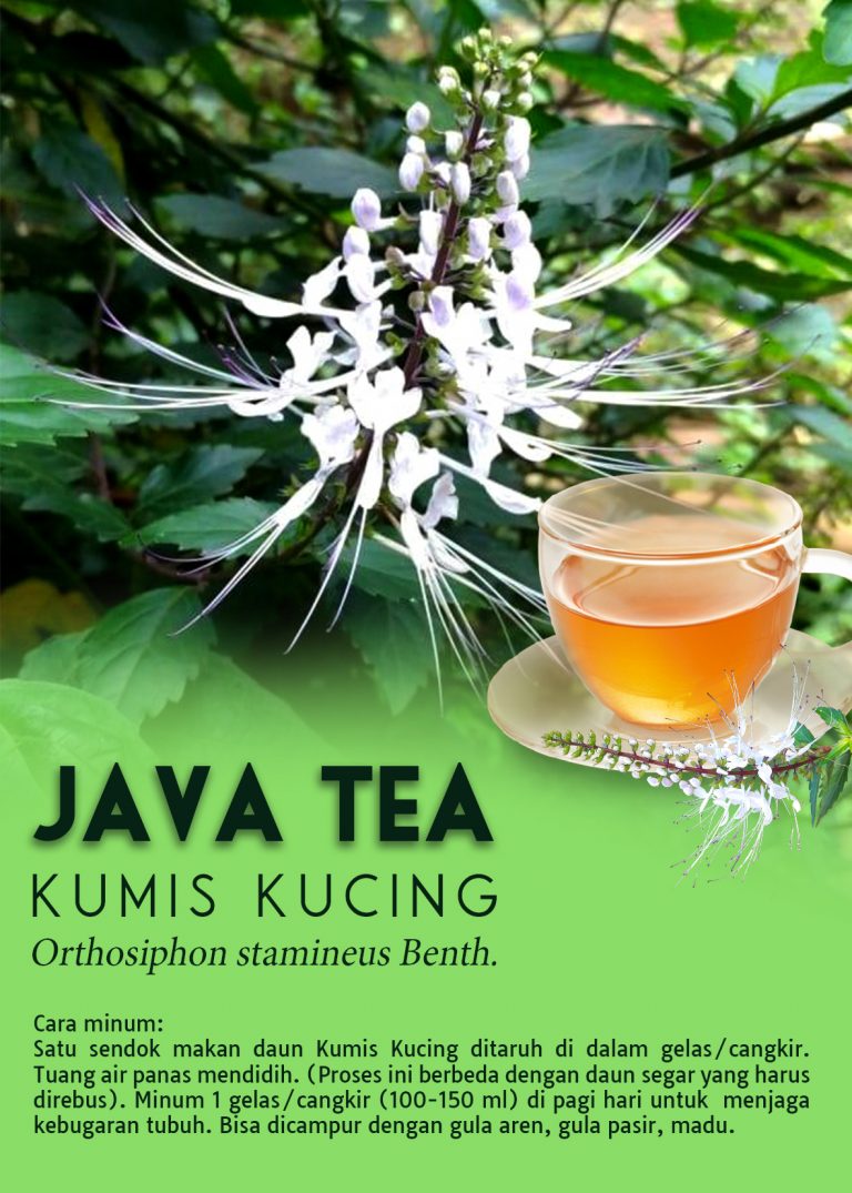 Jual Teh Kumis Kucing untuk Kesehatan