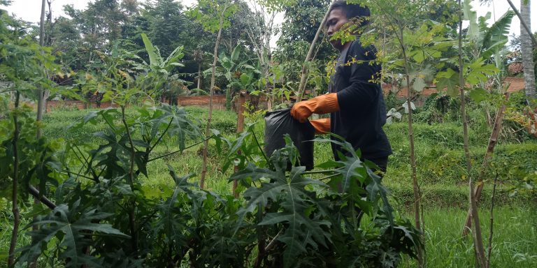 Peraturan Program Pembibitan Tanaman Herbal Taoci 2019