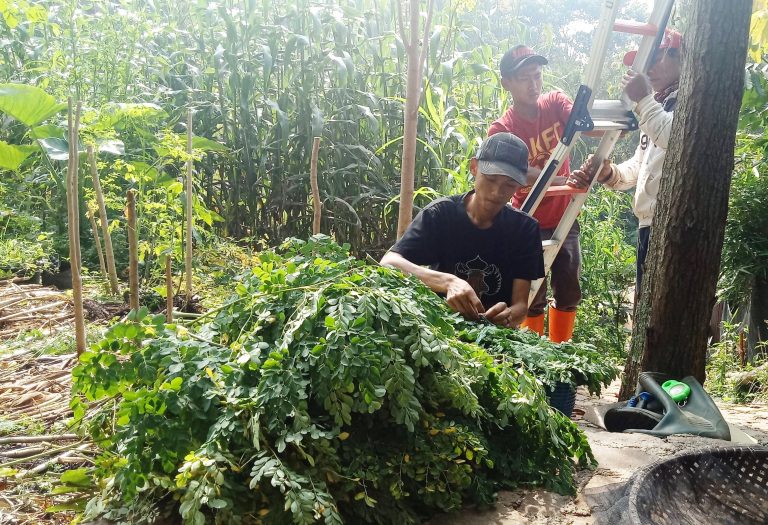 Kalau Kemampuan Tanam Hanya di Musim Hujan Anak Kecil Juga Bisa