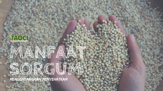 Manfaat Beras Sorgum: Mengenyangkan Menyehatkan