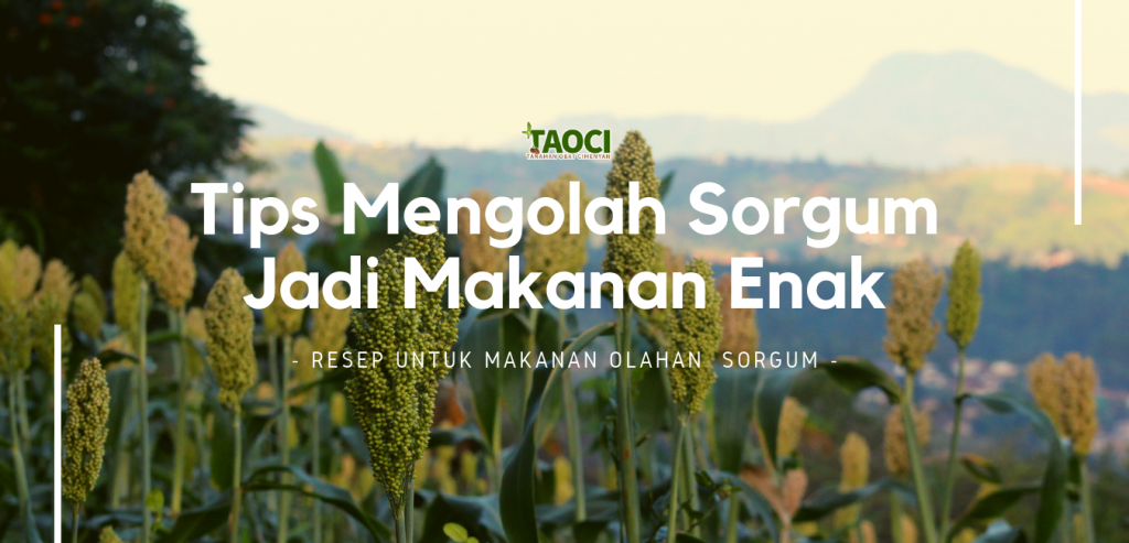 Tips-mengolah-sorgum-jadi-makanan-enak-odesaindonesia