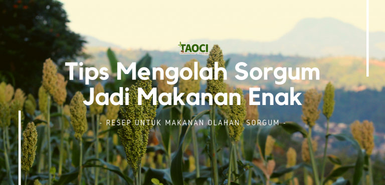 Tips-mengolah-sorgum-jadi-makanan-enak-odesaindonesia