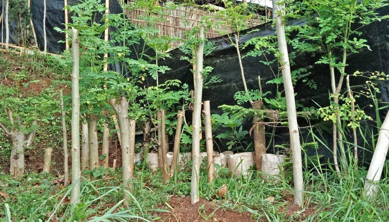 8 Cara Menanam Kelor dari Stek