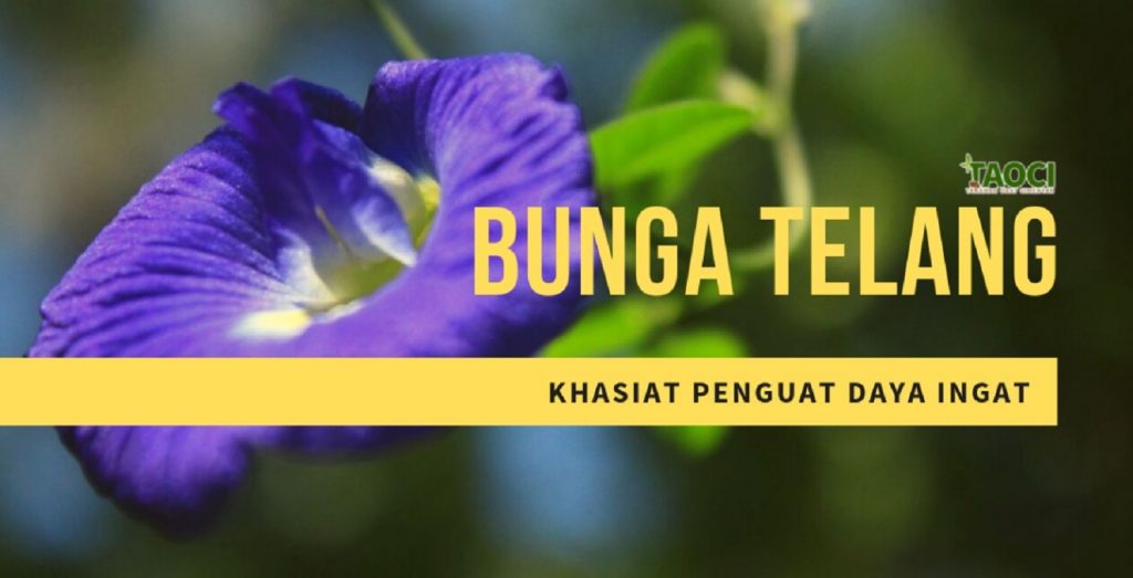 manfaat-kembang-telang-untuk-daya-ingat-otak-odesa-indonesia