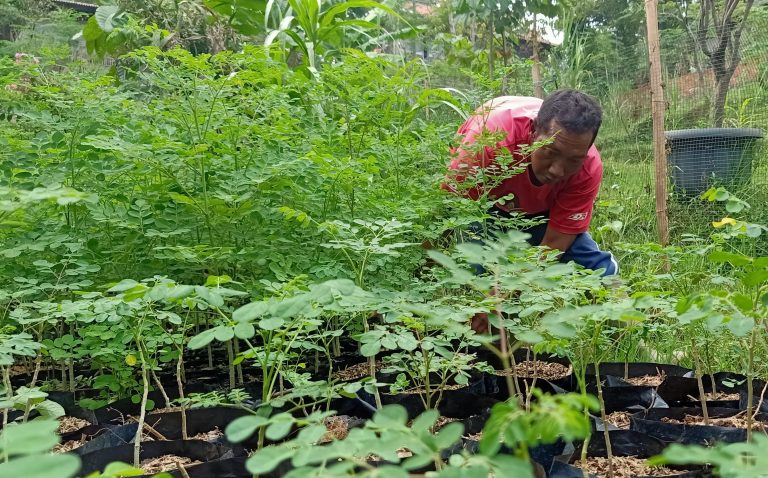 Daun Kelor Segar: Menanam untuk Mendapatkan Manfaat Gizi Terbaiknya