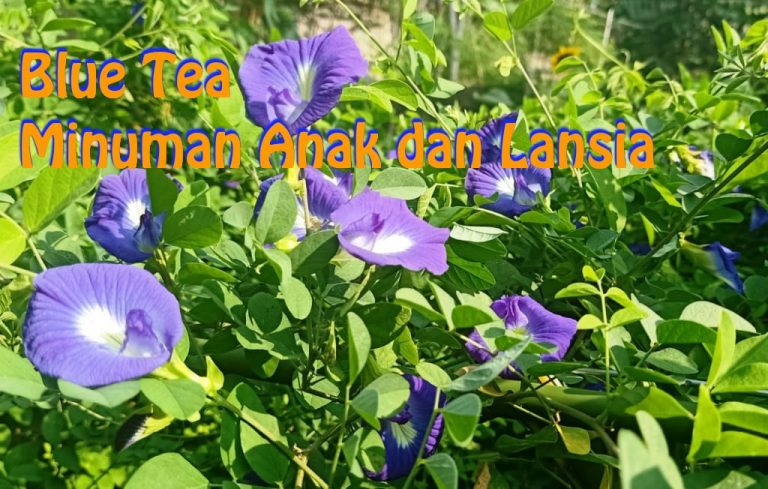 Blue Tea (Bunga Telang) Manfaat untuk Anak dan Lansia