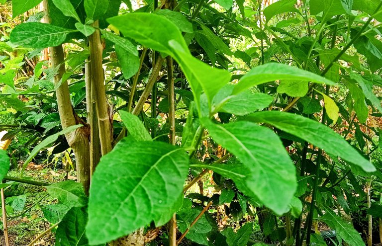 Daun Afrika Terbukti Mampu Mengobati 7 Jenis Kanker