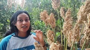 Mengubah Petani dengan Memanfaatkan Sorgum