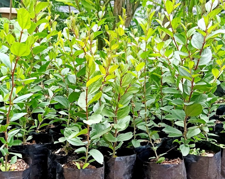 Jual Bidara Arab Bandung