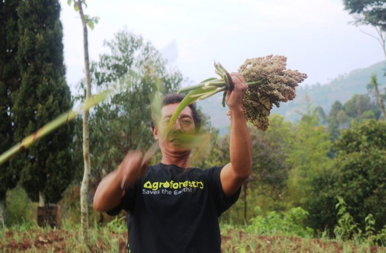 Sorgum dan Kerja Budaya Odesa Indonesia