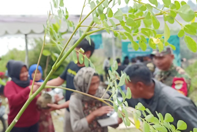 Bandung Utara Erosi, Mahasiswa-Dosen Bagikan Bibit Agroforestry