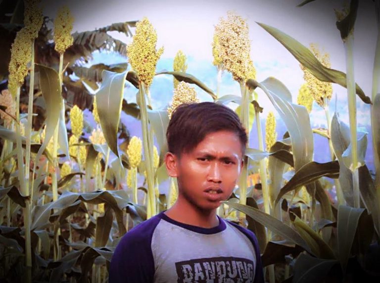Sorgum Cimenyan Banyak Diminati, Banyak Petani Semangat Menanam Lagi