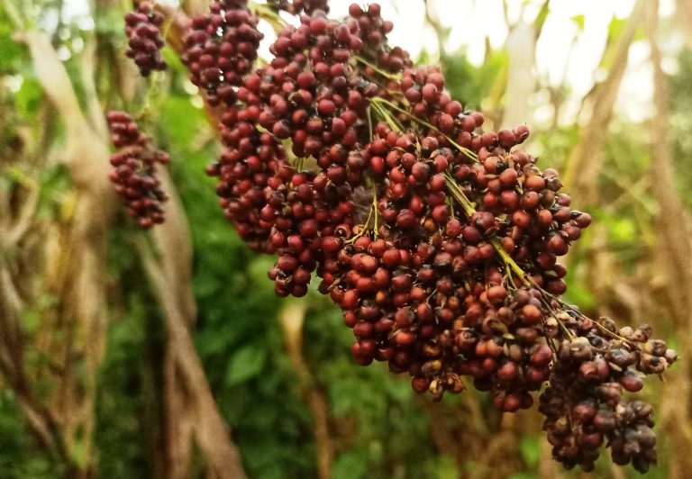 Manfaat Budidaya Sorgum Merah, Petani Tetap Kerja di Musim Kemarau
