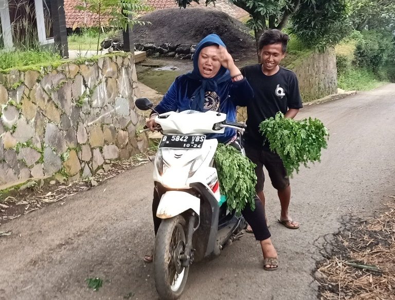 4 Manfaat Pohon Kelor untuk Rakyat Indonesia