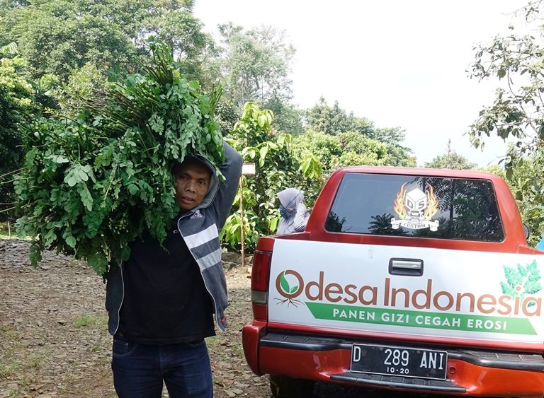 Jelang Lebaran, Petani Cikadut Panen Kelor
