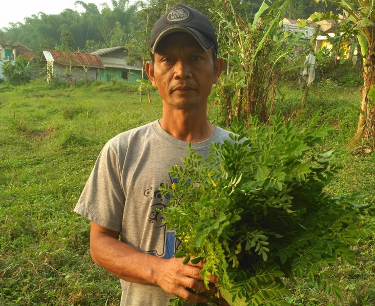 Garut Kembangkan Kelor untuk Gizi dan Penghijauan