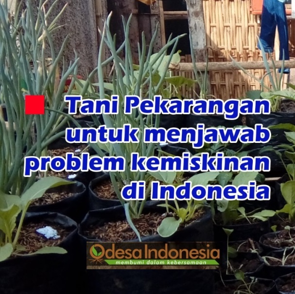 Tani Pekarangan: Menjawab Problem Ekonomi Covid19