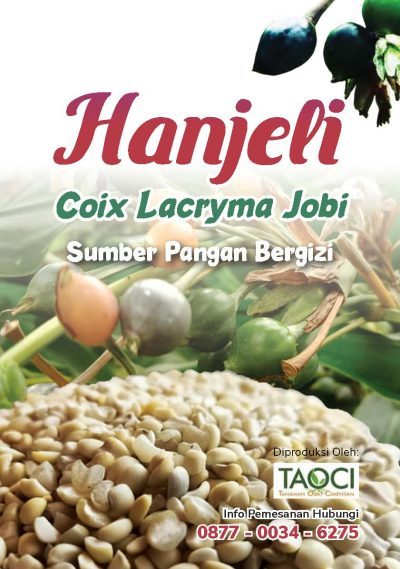 Hanjeli Coix Lacryma Jobi Sumber Gizi Gluten Free