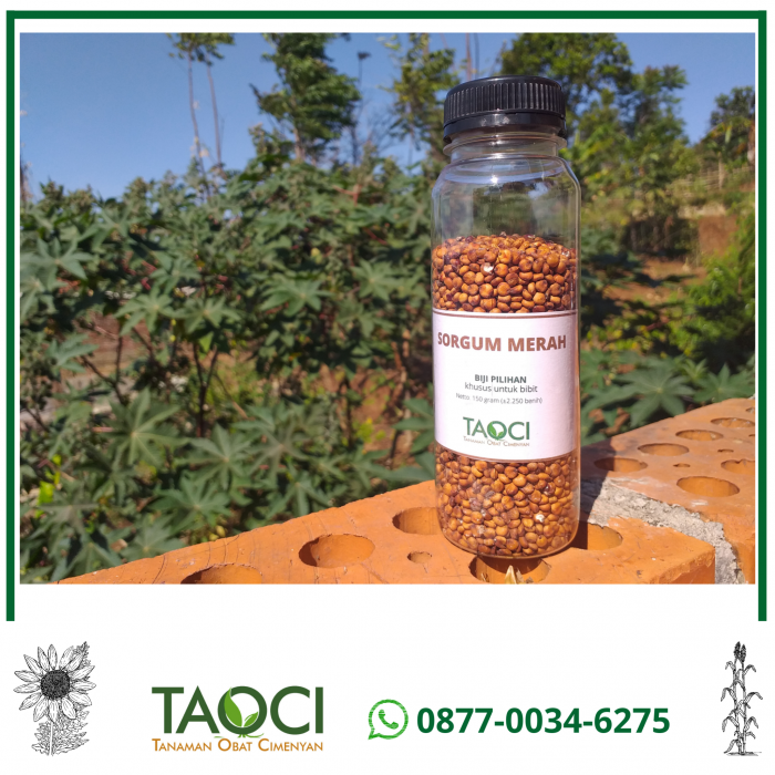 jual-benih-sorgum-merah-taoci