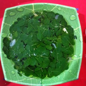 Sayur kelor