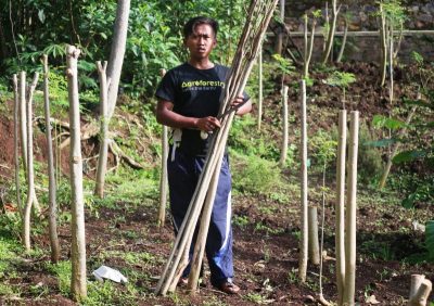 Perilaku Ekonomi dan Nilai Kelor dalam Perdagangan