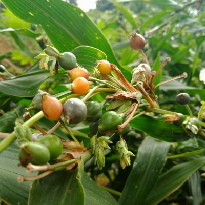 Hanjeli, Gluten Free, Kaya Protein dan Kalsium
