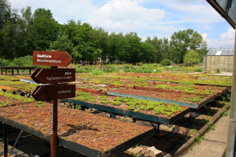 Meladang di Kota, Sebuah Pengalaman Community Gardening di Jerman
