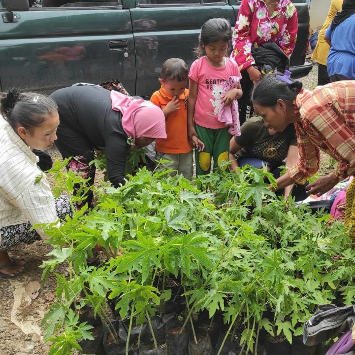 Tanam Pepaya Untuk Perbaikan Hidup Petani Pra-Sejahtera