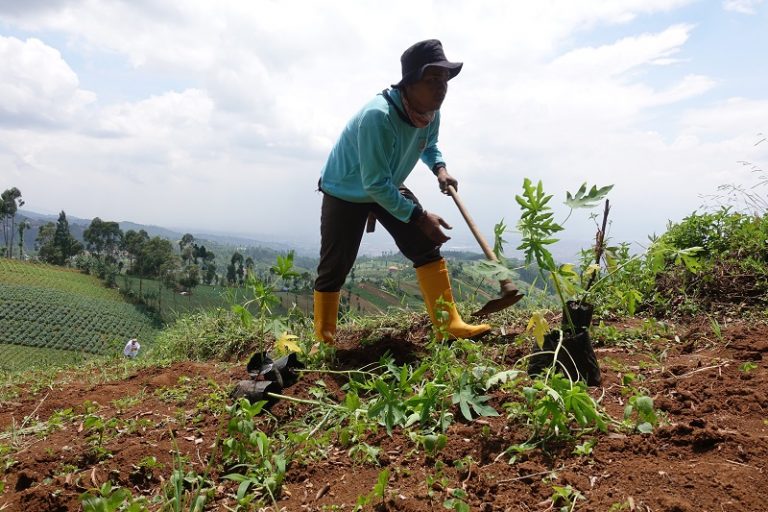 Pohon untuk Bandung Utara