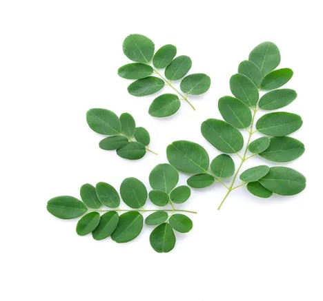 Daun Kelor Asli