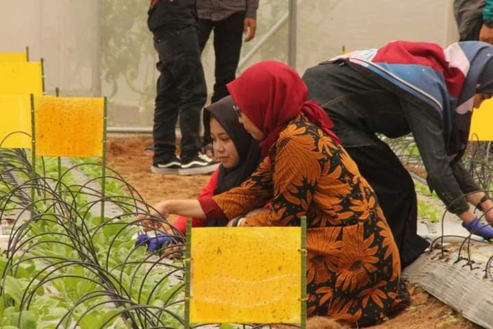 Berkebun sebagai alternatif slow living
