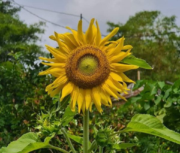 Berkebun meningkatkan kualitas hidup